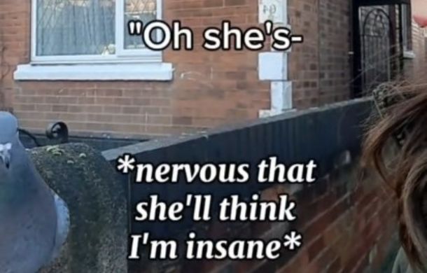 Image shows a caption added to the TikTok acknowledging that the homing pigeon trainer is concerned that a stranger will think she is insane.