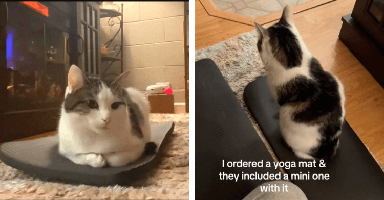 cat yoga mat