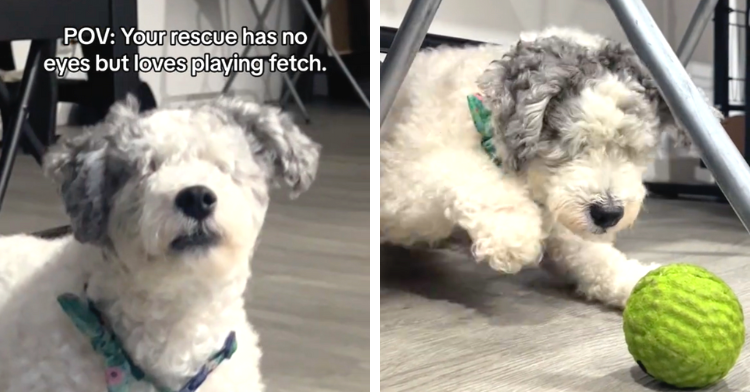 blind dog plays fetch