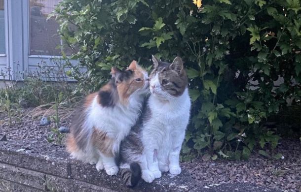 monty and molly, picasso cats