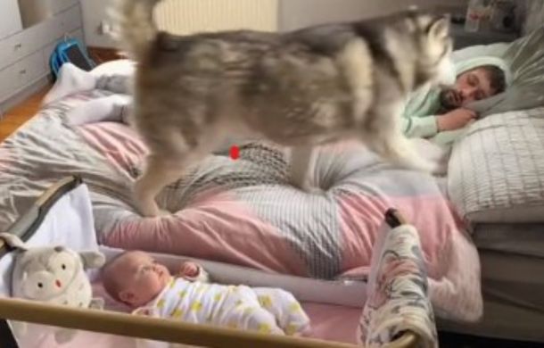 Nanny dog Millie, a husky, jumps on the bed to wake a sleeping dad.