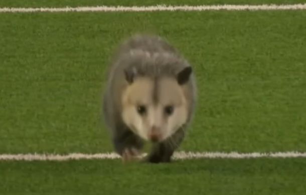 Image shows an opossum running across a football field during a college game.