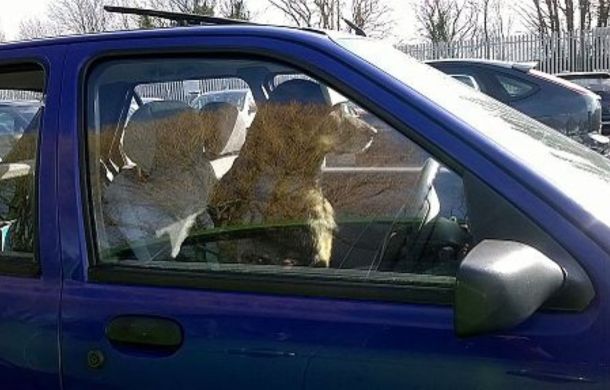 Image shows a dog sitting in the driver's seat of a car.