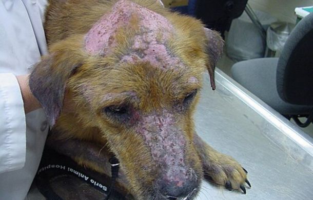 Image shows a dog with mange. Although not a pet emergency, this condition should be quickly treated by a vet.