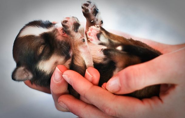 Image shows a newborn puppy.