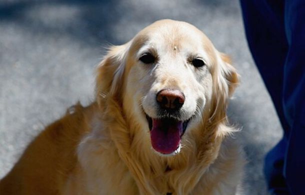 Image shows a happy golden retriever in the sunshine.