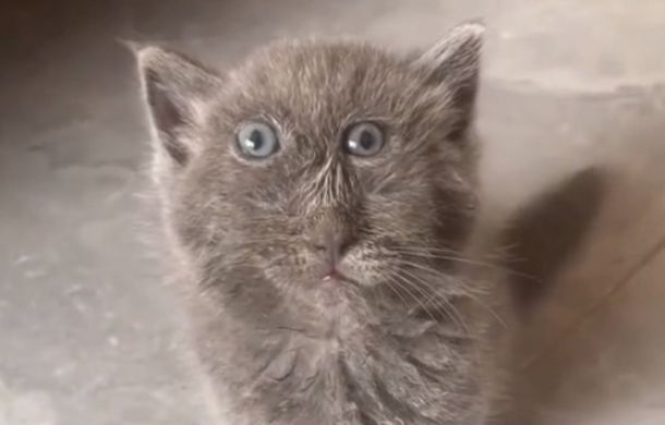 cat looks like a picasso painting