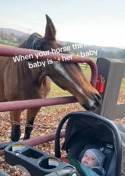 horse obsessed with woman's baby