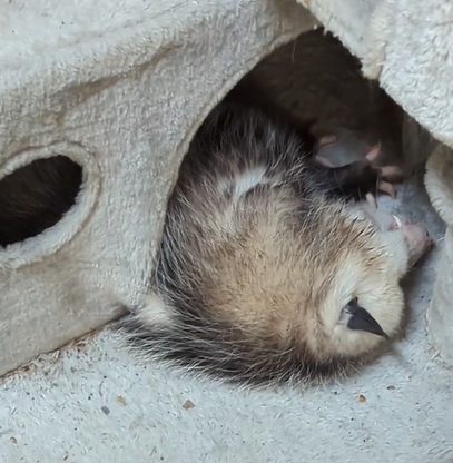 sleeping opossum in stray cat hotel