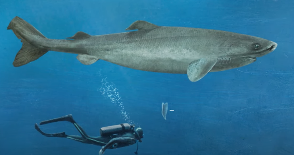 illustration of a greenland shark with a man for comparison