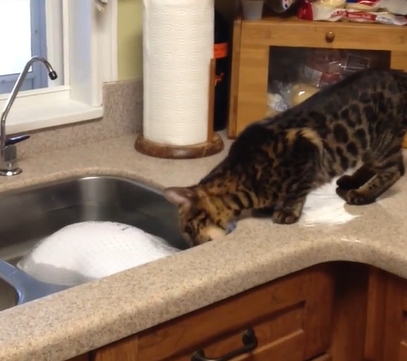 cat tries to steal turkey from the sink