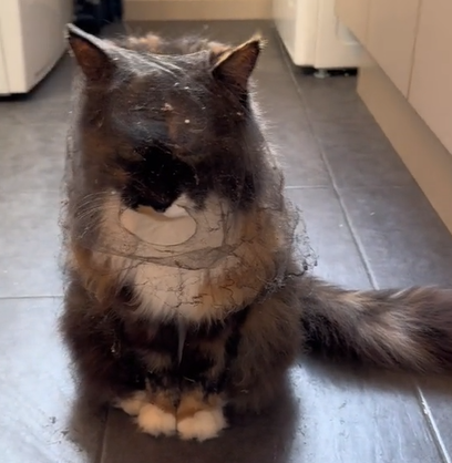 cat with dust veil of spiderwebs