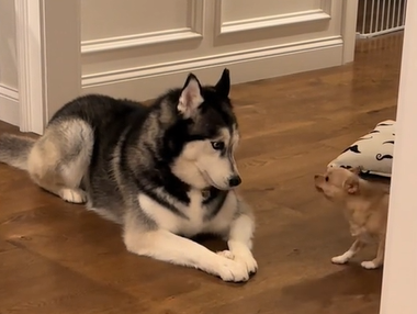 Husky and Chihuahua argue