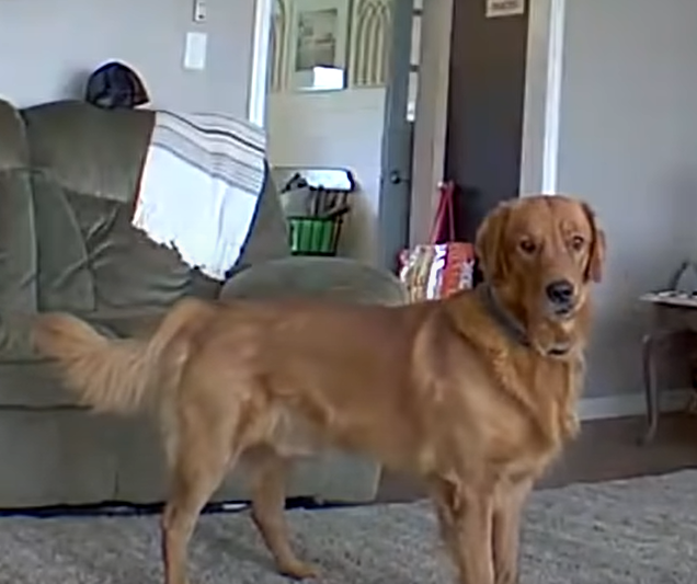 dog looks confused