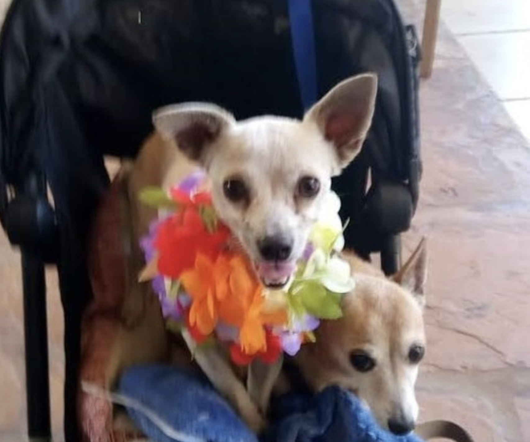 Woman Finally Reunited With Missing Dog After Losing Her Home In Maui ...