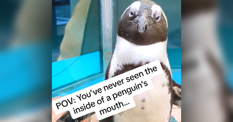 penguin with text saying "POV: you've never seen the inside of a penguin's mouth"