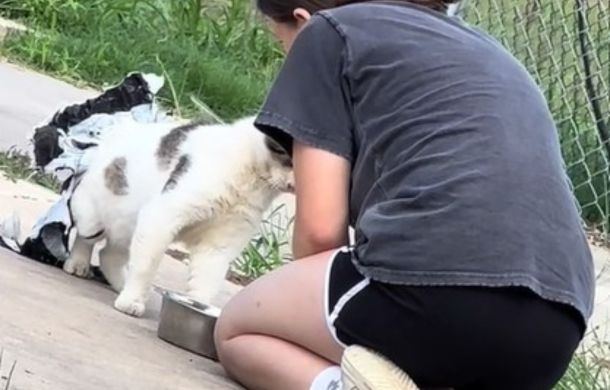 cat with trash bag wrapped around waist gets comfortable