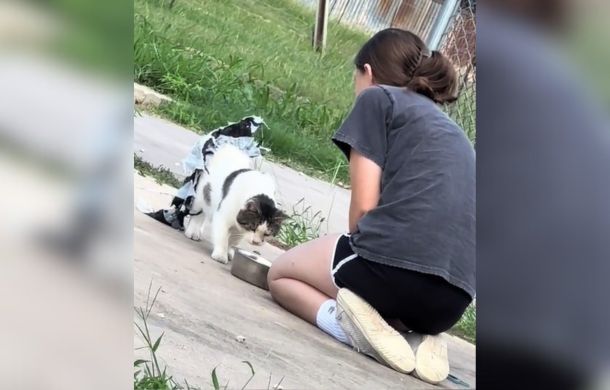 A cat with with a trash bag tutu on its hindquarters hesitantly approaches a rescuer with a bowl of food.