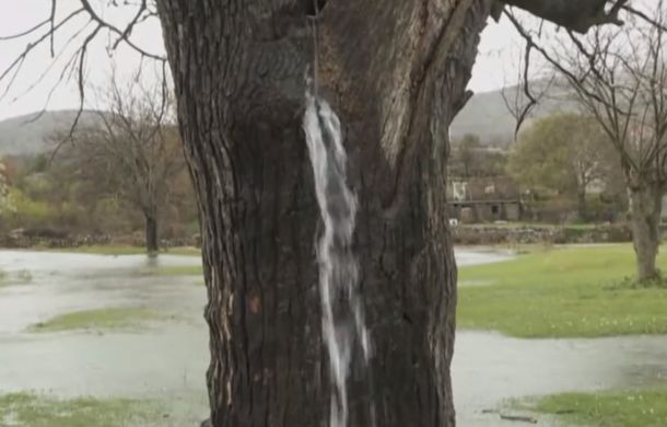 tree gushing water