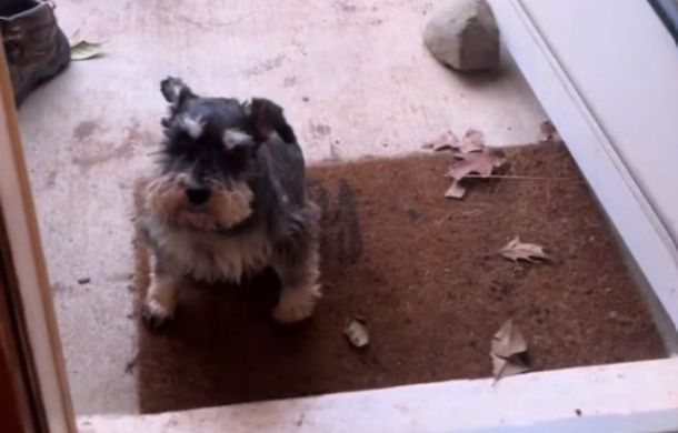 Image shows a tiny schnauzer named Uncle Stan, arriving at the door for a visit.