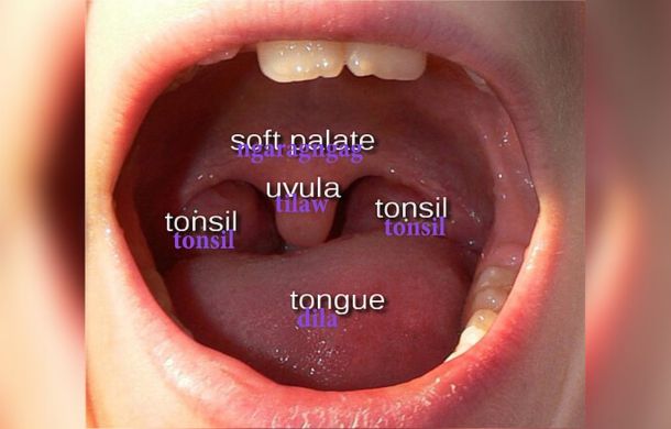 Image shows a labeled diagram of the human mouth.