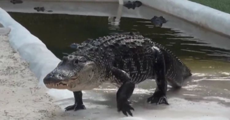 An alligator comes crawling out of the water.