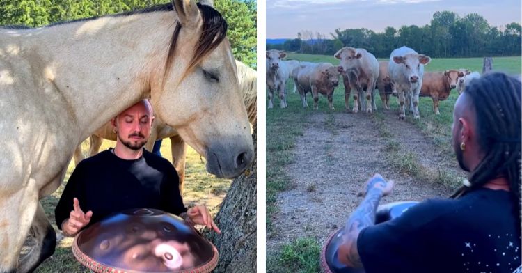 Horses and cows enjoy handpan music.