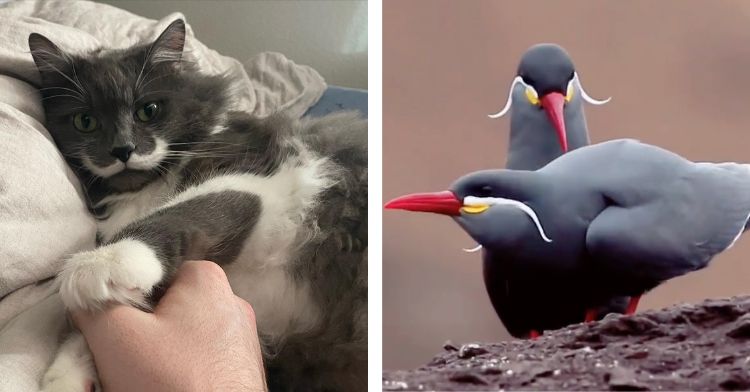A cat and some birds with white mustaches.