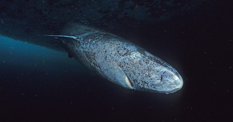 A Greenland shark swimming in deep waters.