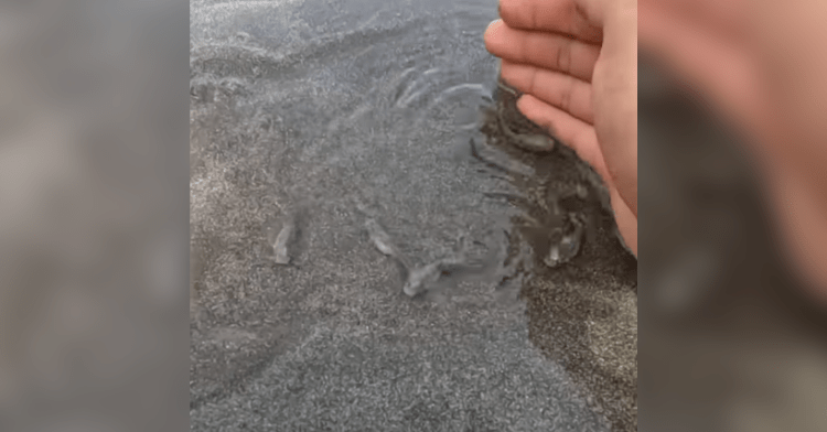 Hand scooping up baby fish from beach puddle.