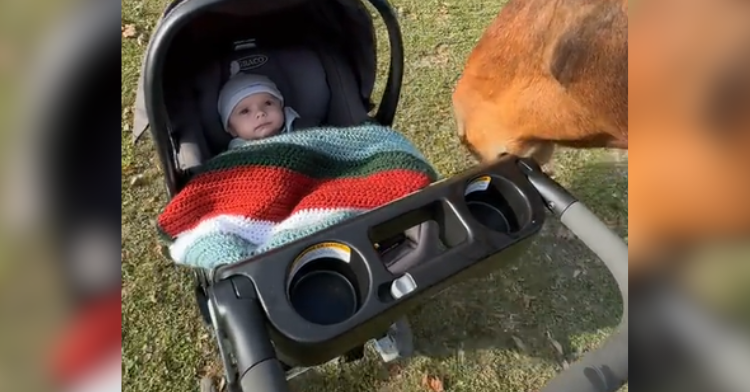 baby in stroller with horse