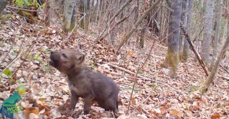 A baby wolf stands in a wooded area, leaves all over the ground. Their face is up toward the sky as they howl.
