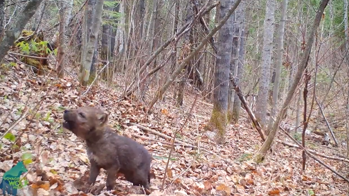 A baby wolf stands in a wooded area, leaves all over the ground. Their face is up toward the sky as they howl.