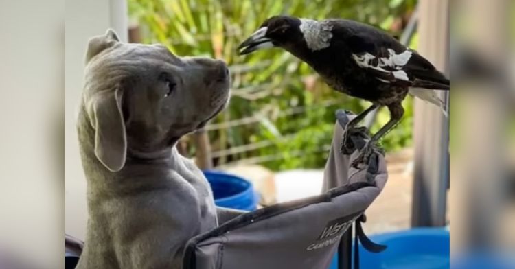 A magpie and a grey dog are best friends.