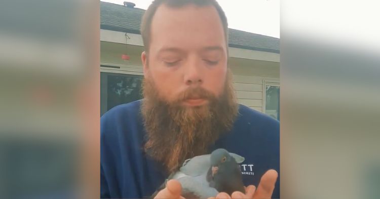A man holds a pigeon in his hands, ready to release her.