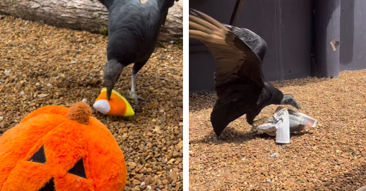 black vulture and toys