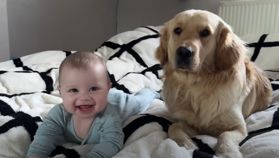 A golden retriever is best friends with this family's baby. 
