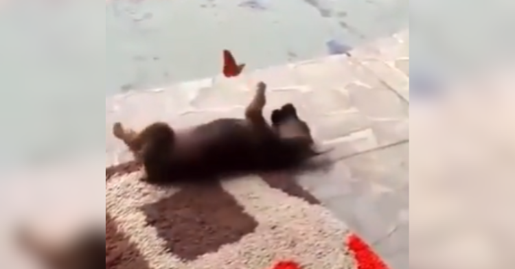 butterfly playing with puppy
