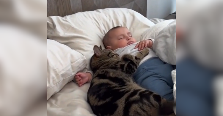 cat and baby napping together