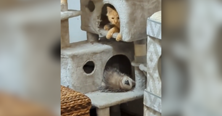 cat and opossum in cat tree