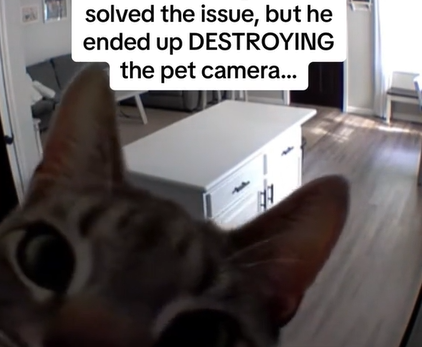 Close-up of a cat about to knock down a pet camera.