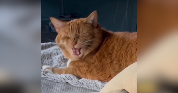 Close up of an orange cat screaming with his eyes closed as he lays on a bed.