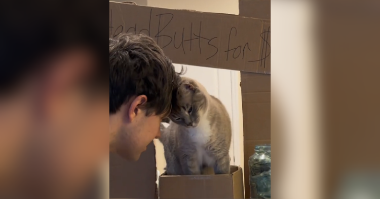 cat and boy touching heads