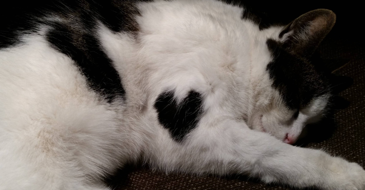 Cat with heart shape on his fur