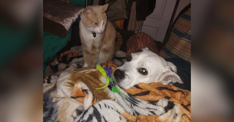 A cat watches over a sick dog while he recovers.