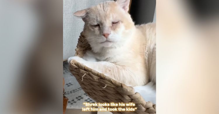 A sleepy-looking cat receives a comment poking fun at him.
