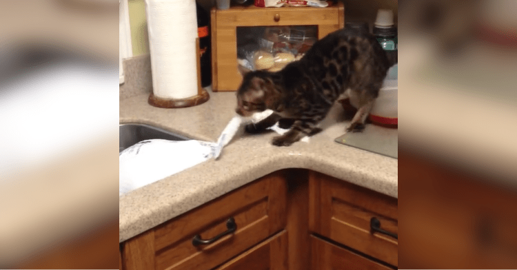 cat pulling turkey out of sink