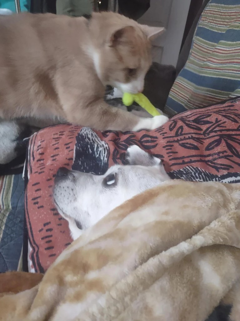 A sick dog wrapped in blankets is visited by a friendly cat bringing him a toy.