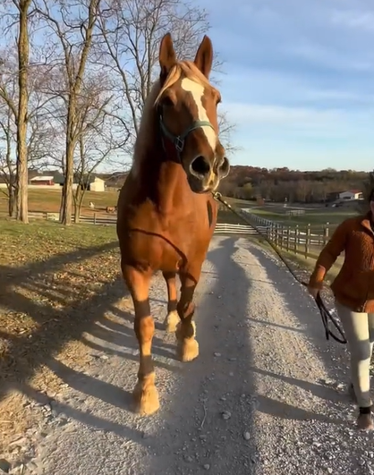 A rescued horse takes a walk outside during recovery.
