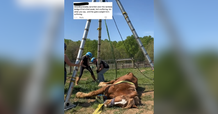 chester the horse lying on the ground as people work to lift him up with a harness